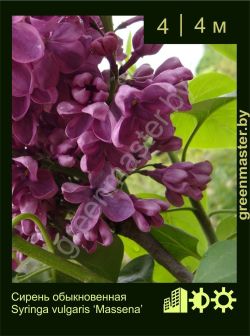 Изображение: сирень обыкновенная (syringa vulgaris) 'massena'