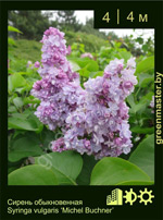 Изображение: сирень обыкновенная (syringa vulgaris) 'michel buchner'