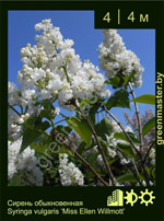 Изображение: сирень обыкновенная (syringa vulgaris) 'miss ellen willmott'