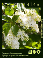 Изображение: сирень обыкновенная (syringa vulgaris) 'mme lemoine'