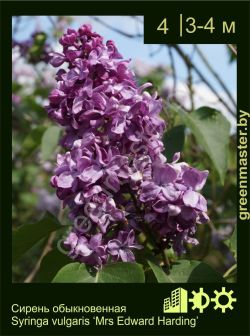 Изображение: сирень обыкновенная (syringa vulgaris) 'mrs edward harding'