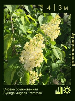 Изображение: сирень обыкновенная (syringa vulgaris) 'primrose'