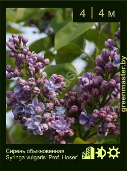 Изображение: сирень обыкновенная (syringa vulgaris) 'prof. hoser'