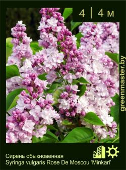 Изображение: сирень обыкновенная (syringa vulgaris) 'minkarl'