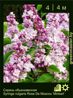 Изображение: сирень обыкновенная (syringa vulgaris) 'minkarl'