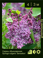 Изображение: сирень обыкновенная (syringa vulgaris) 'sensation'