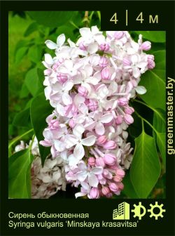 Изображение: сирень обыкновенная (syringa vulgaris) 'minskaya krasavitsa'