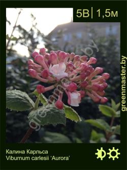 Изображение: калина Карльса (viburnum carlesii) 'aurora'