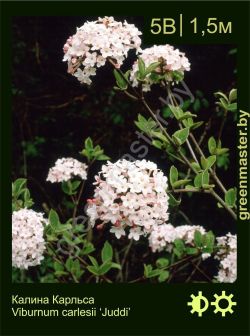 Изображение: калина Карльса (viburnum carlesii) 'juddi'