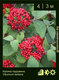 Изображение: калина гордовина (viburnum lantana)