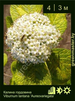 Изображение: калина гордовина (viburnum lantana) 'aureovariegata'