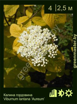 Изображение: калина гордовина (viburnum lantana) 'aureum'