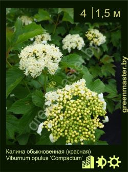 Изображение: калина обыкновенная (viburnum opulus) 'compactum'