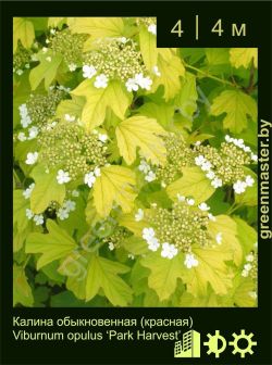 Изображение: калина обыкновенная (viburnum opulus) 'park harvest'