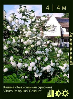 Изображение: калина обыкновенная (viburnum opulus) 'roseum'