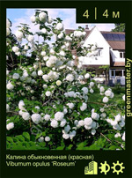 Изображение: калина обыкновенная (viburnum opulus) 'roseum'