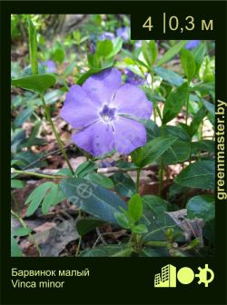 Изображение: барвинок малый (vinca minor)