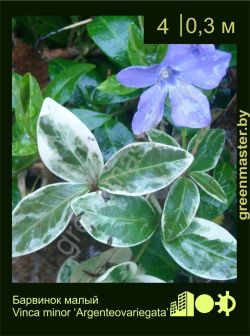 Изображение: барвинок малый (vinca minor) 'argenteovariegata'