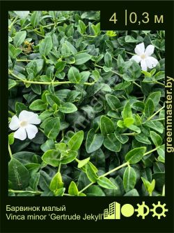 Изображение: барвинок малый (vinca minor) 'gertrude jekyll'