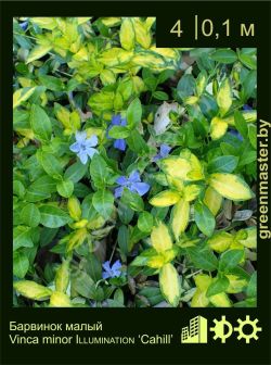 Изображение: барвинок малый (vinca minor) 'cahill'