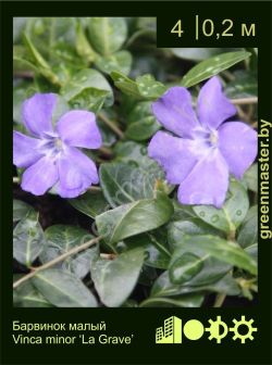 Изображение: барвинок малый (vinca minor) 'la grave'