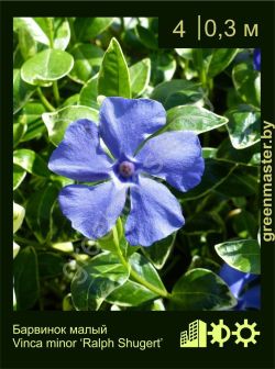 Изображение: барвинок малый (vinca minor) 'ralph shugert'