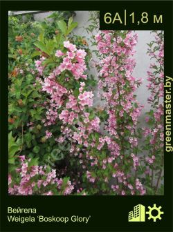 Изображение: вейгела гибридная (weigela × hybrida) 'boskoop glory'