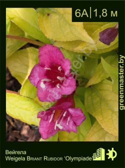 Изображение: вейгела гибридная (weigela × hybrida) 'olympiade'