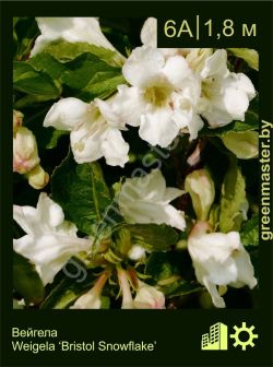 Изображение: вейгела гибридная (weigela × hybrida) 'bristol snowflake'