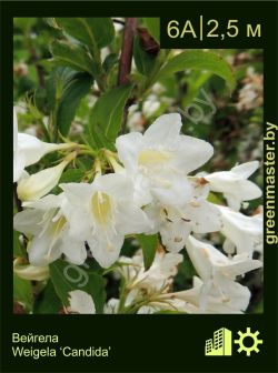 Изображение: вейгела гибридная (weigela × hybrida) 'candida'