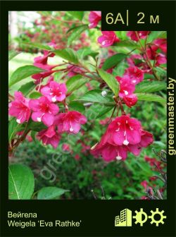 Изображение: вейгела гибридная (weigela × hybrida) 'eva rathke'