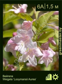 Изображение: вейгела гибридная (weigela × hybrida) 'looymansii aurea'