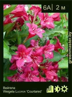 Изображение: вейгела гибридная (weigela × hybrida) 'courtared'