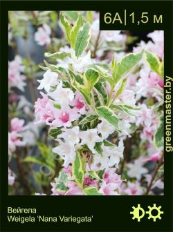 Изображение: вейгела гибридная (weigela × hybrida) 'nana variegata'