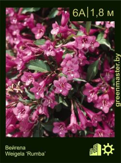 Изображение: вейгела гибридная (weigela × hybrida) 'rumba'