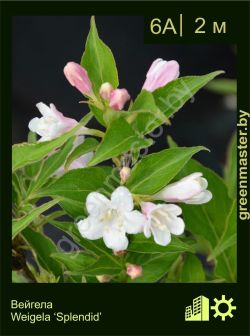 Изображение: вейгела гибридная (weigela × hybrida) 'splendid'