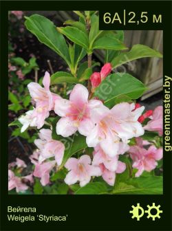 Изображение: вейгела гибридная (weigela × hybrida) 'styriaca'