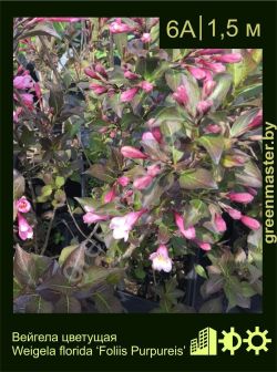 Изображение: вейгела цветущая (weigela florida) 'foliis purpureis'