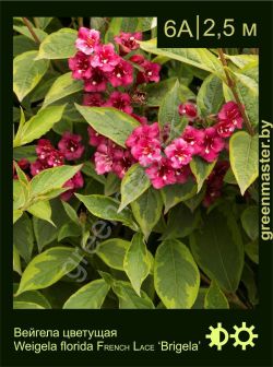 Изображение: вейгела цветущая (weigela florida) 'brigela'