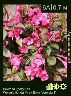 Изображение: вейгела цветущая (weigela florida) 'minor black'