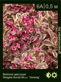 Изображение: вейгела цветущая (weigela florida) 'monet'