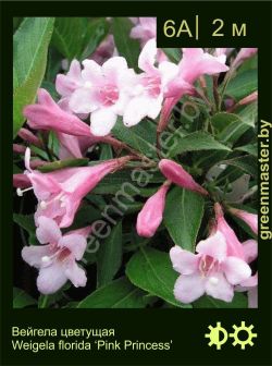 Изображение: вейгела цветущая (weigela florida) 'pink princess'