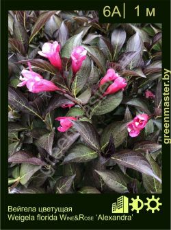 Изображение: вейгела цветущая (weigela florida) 'wine & roses 'Alexandra''