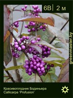 Изображение: красивоплодник Бодиньера (callicarpa bodinieri) 'profusion'