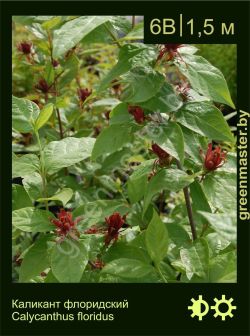 Изображение: каликант цветущий (calycanthus floridus)