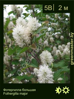 Изображение: фотергилла крупная (fothergilla major)