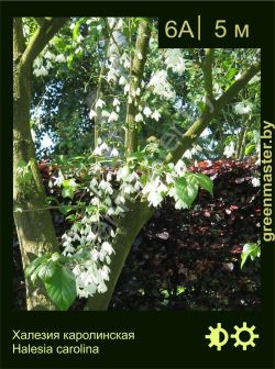 Изображение: халезия каролинская (halesia carolina)