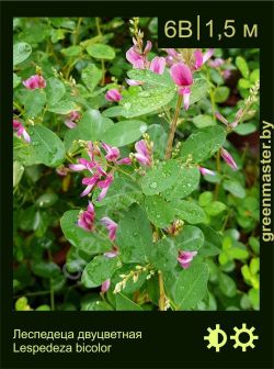 Изображение: леспедеца двуцветная (lespedeza bicolor)