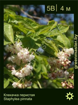 Изображение: клекачка перистая (staphylea pinnata)