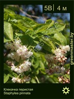 Изображение: клекачка перистая (staphylea pinnata)